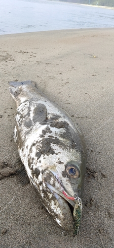 マルスズキの釣果