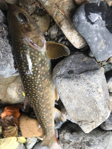 ニッコウイワナの釣果