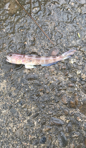 イトヒキハゼの釣果