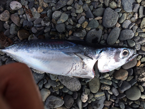 ソウダガツオの釣果