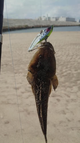 マゴチの釣果