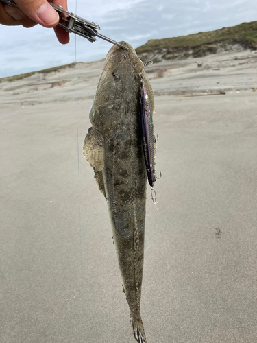 マゴチの釣果