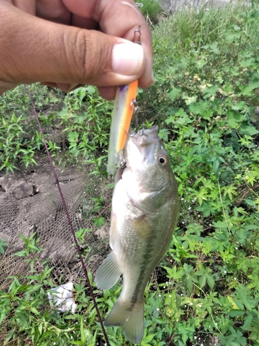 ラージマウスバスの釣果