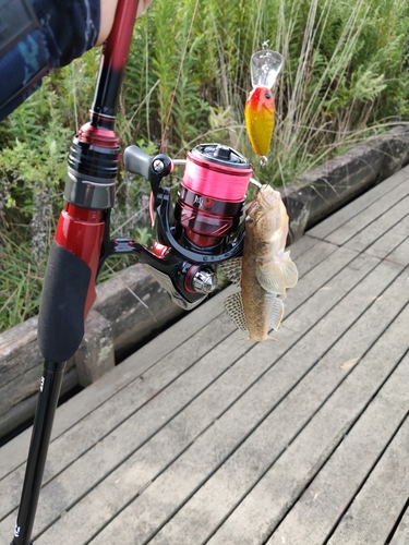 ハゼの釣果