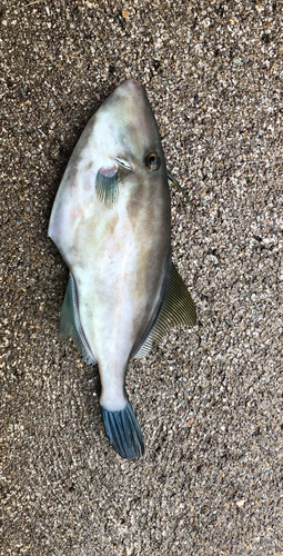 ウマヅラハギの釣果