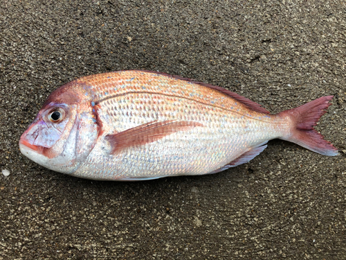 マダイの釣果