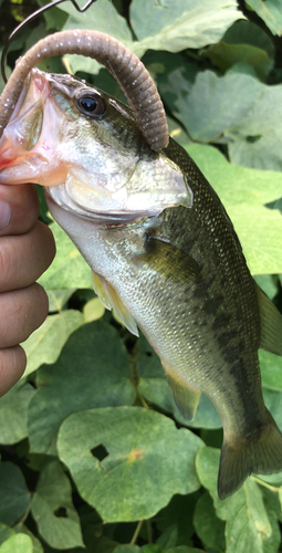 ラージマウスバスの釣果