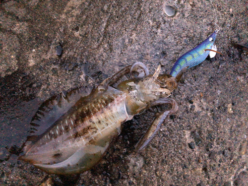 アオリイカの釣果