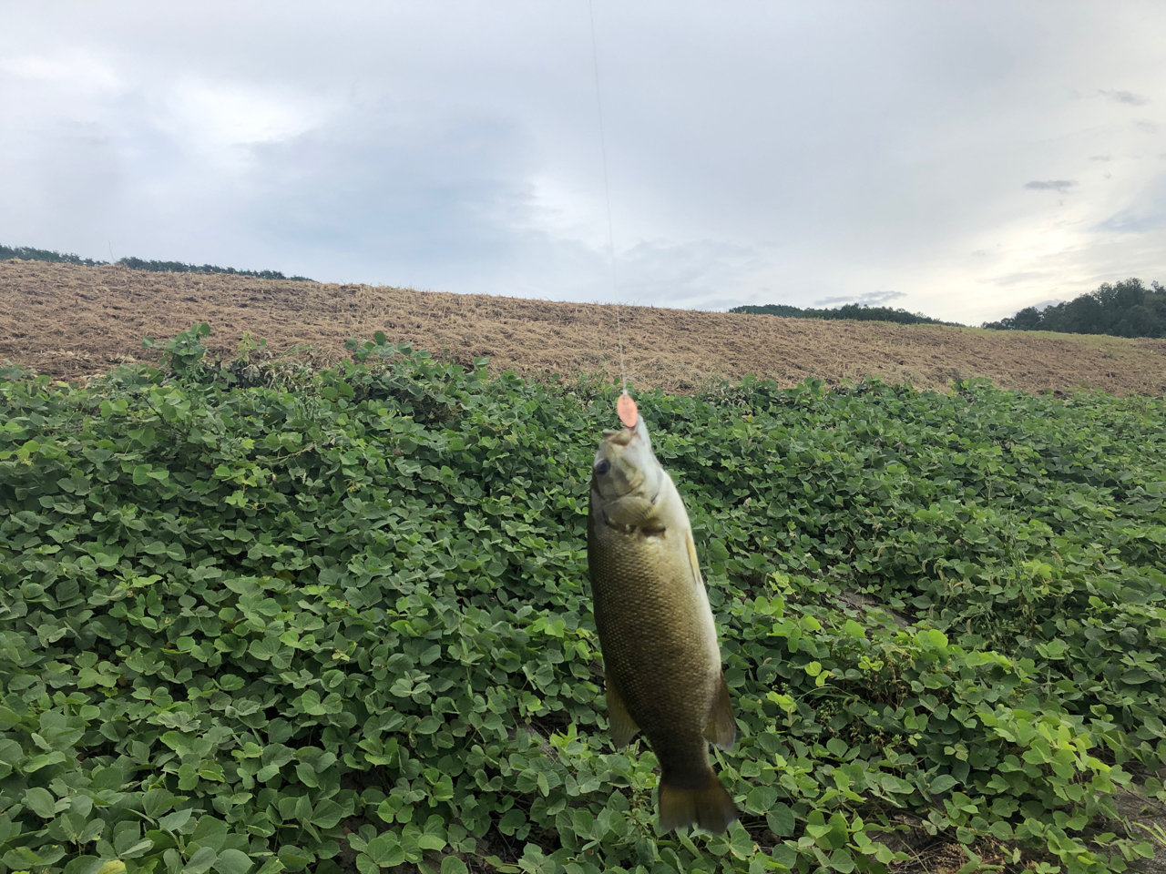 スモールマウスバス