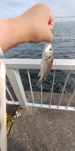 イシモチの釣果