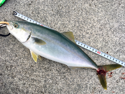 イナダの釣果