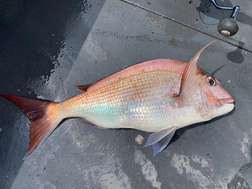 マダイの釣果