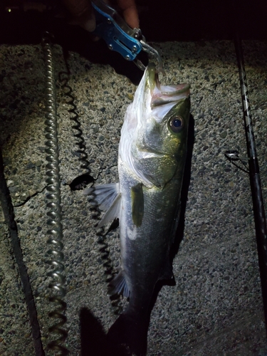 フッコ（タイリクスズキ）の釣果