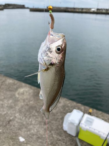 イシモチの釣果