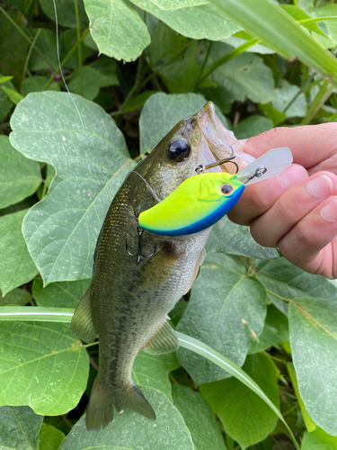 ブラックバスの釣果