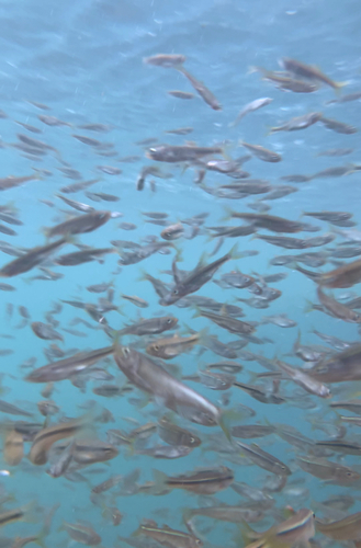 アブラハヤの釣果