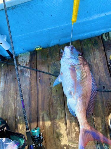 マダイの釣果