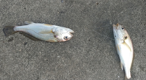 イシモチの釣果