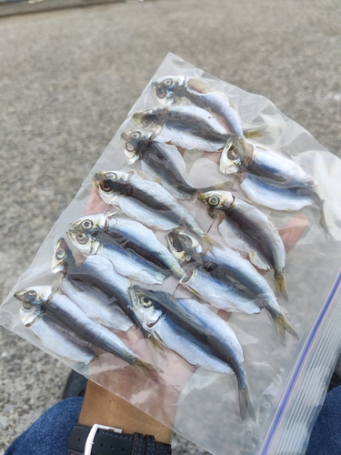 ウルメイワシの釣果