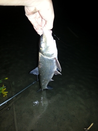 ニゴイの釣果