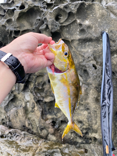 ショゴの釣果