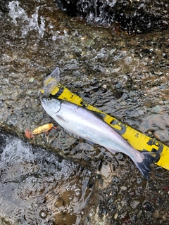 サクラマスの釣果