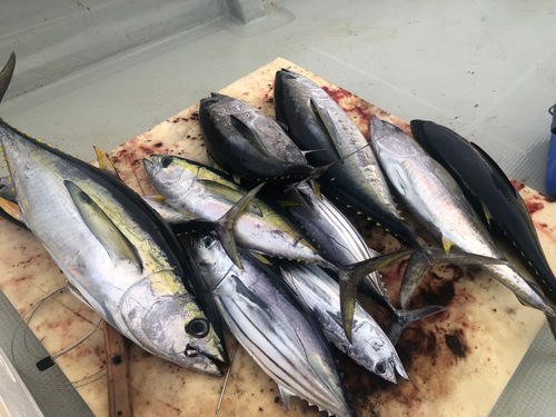 シビの釣果