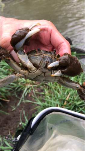 モクズガニの釣果