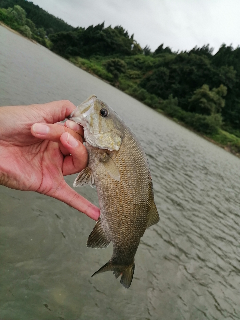 スモールマウスバス