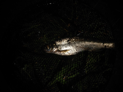 ニゴイの釣果