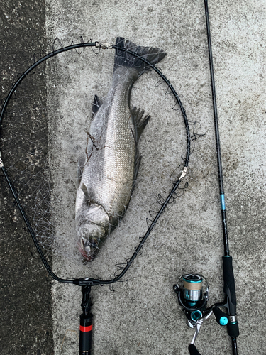 ヒラスズキの釣果