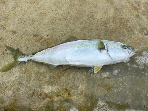 ワラサの釣果