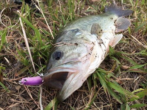 ブラックバスの釣果