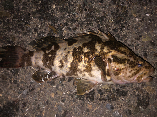 タケノコメバルの釣果