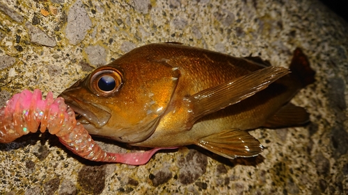 ガヤの釣果