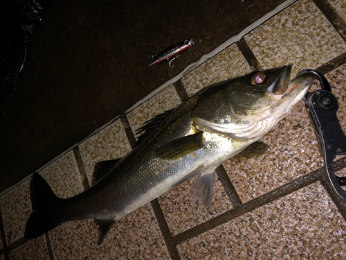 シーバスの釣果