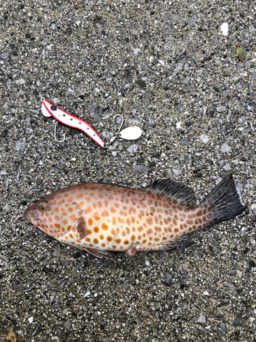 オオモンハタの釣果