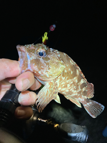 カサゴの釣果