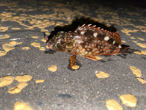 カサゴの釣果