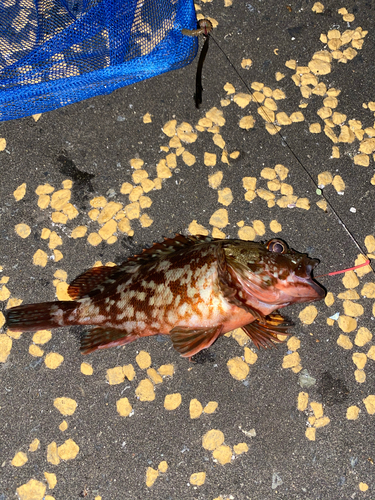 カニの釣果