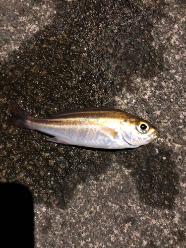 イサキの釣果