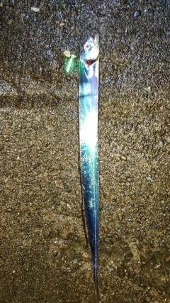 タチウオの釣果