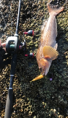 アイナメの釣果