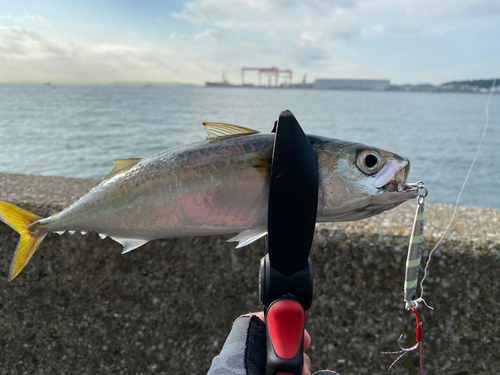 サバの釣果