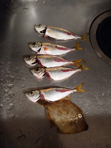 アジの釣果