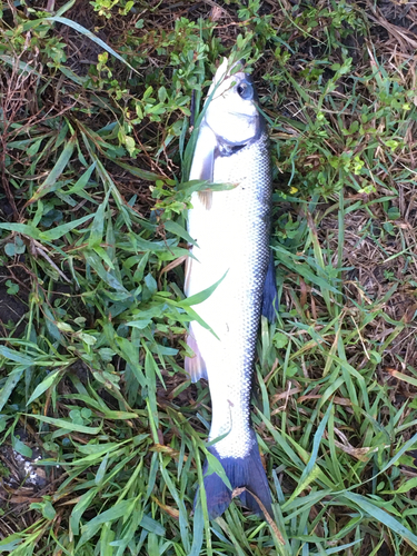 ウグイの釣果