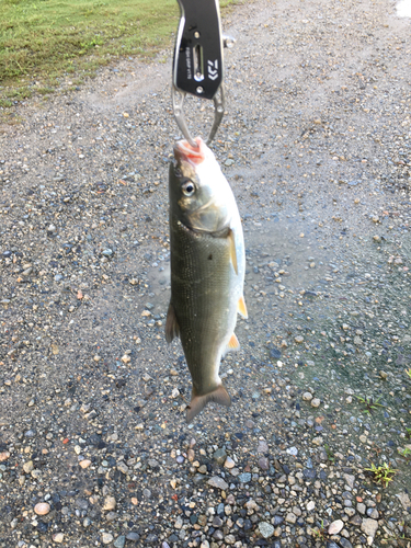 ウグイの釣果