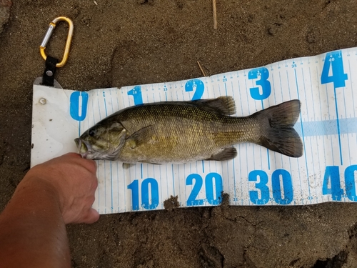 スモールマウスバスの釣果