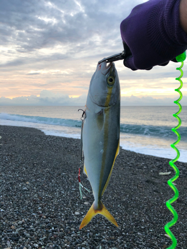 ツバスの釣果