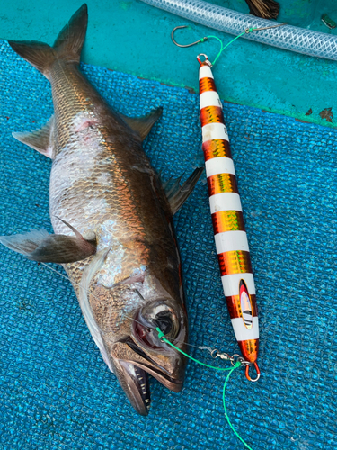 クロムツの釣果